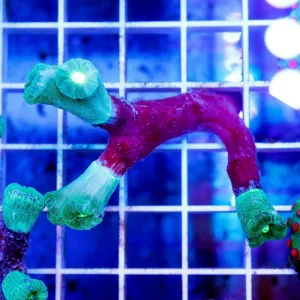 Candy Cane Coral 1.5" WYSIWYG