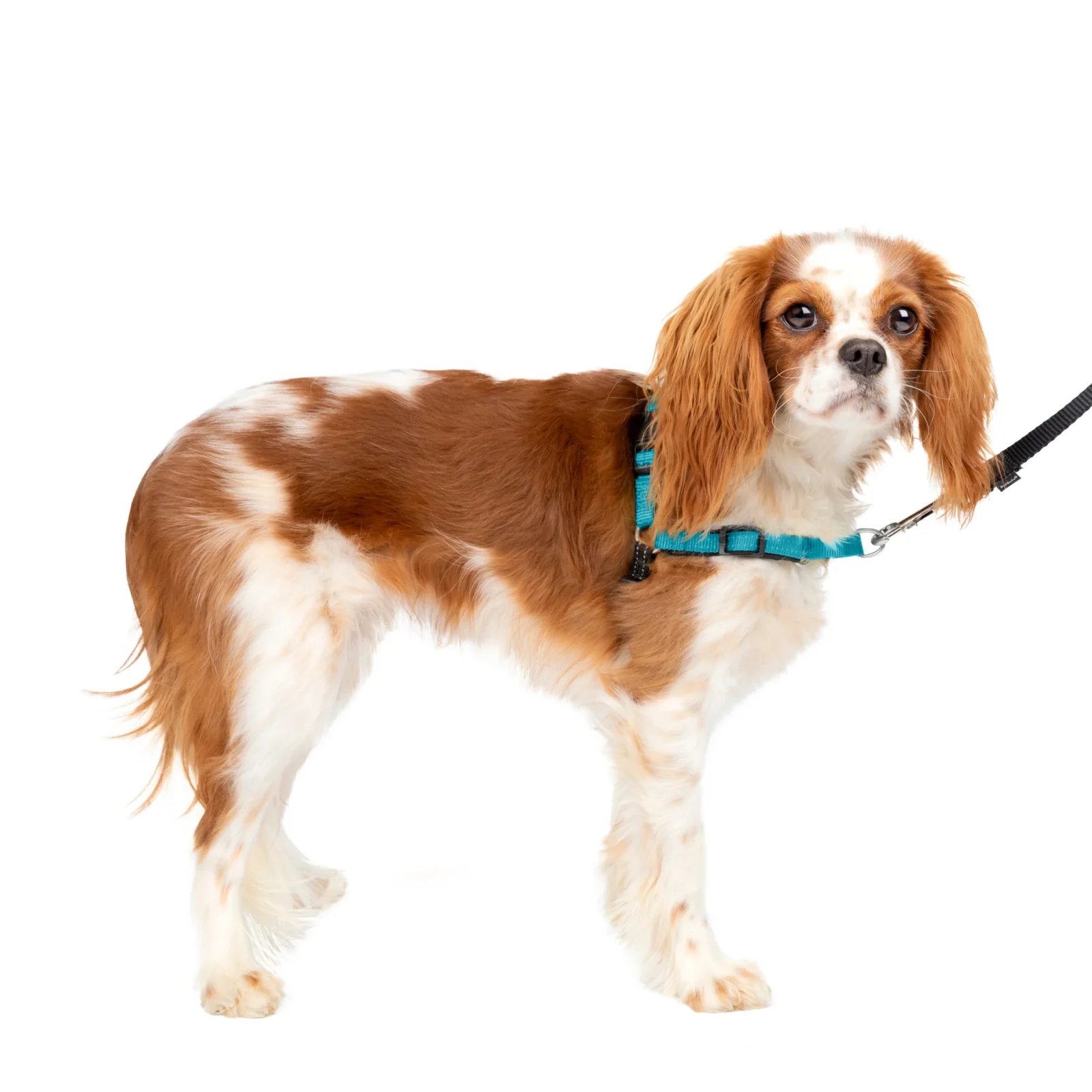 Deluxe Easy Walk® Harness - Image 2
