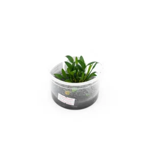 Cryptocoryne Pygmaea Aquatic Farmer Tissue Culture