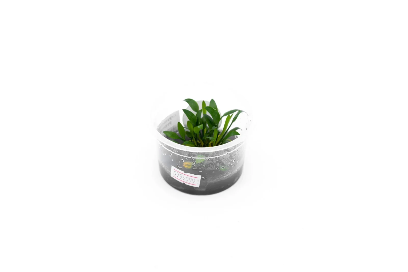 Cryptocoryne Pygmaea Aquatic Farmer Tissue Culture