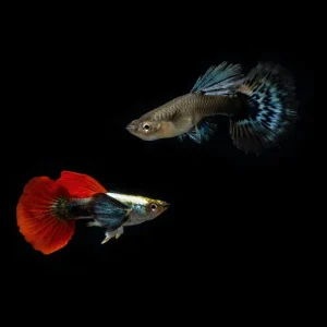 Dumbo Redtail Guppies - Breeding Pair
