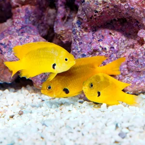 Sulphur Damselfish Trio (3 Damsels)