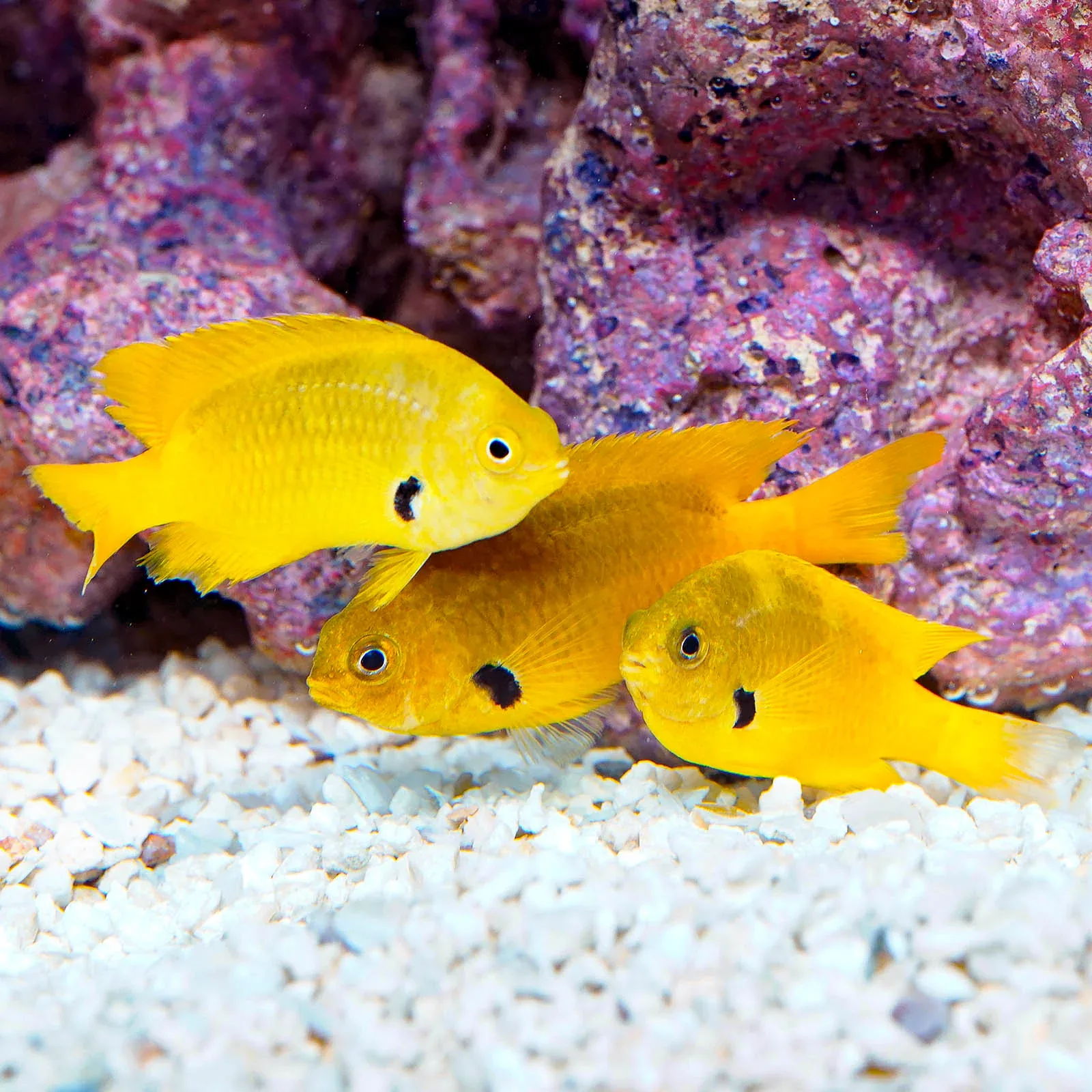 Sulphur Damselfish Trio (3 Damsels)