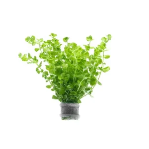 Micranthemum Umbrosum