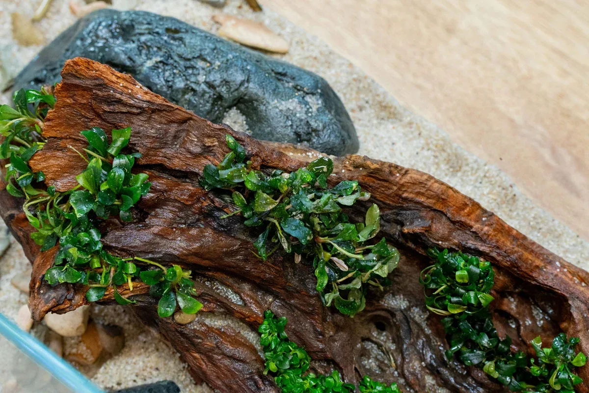 Bucephalandra Nanga Pinoh UNS Tissue Culture - Image 2