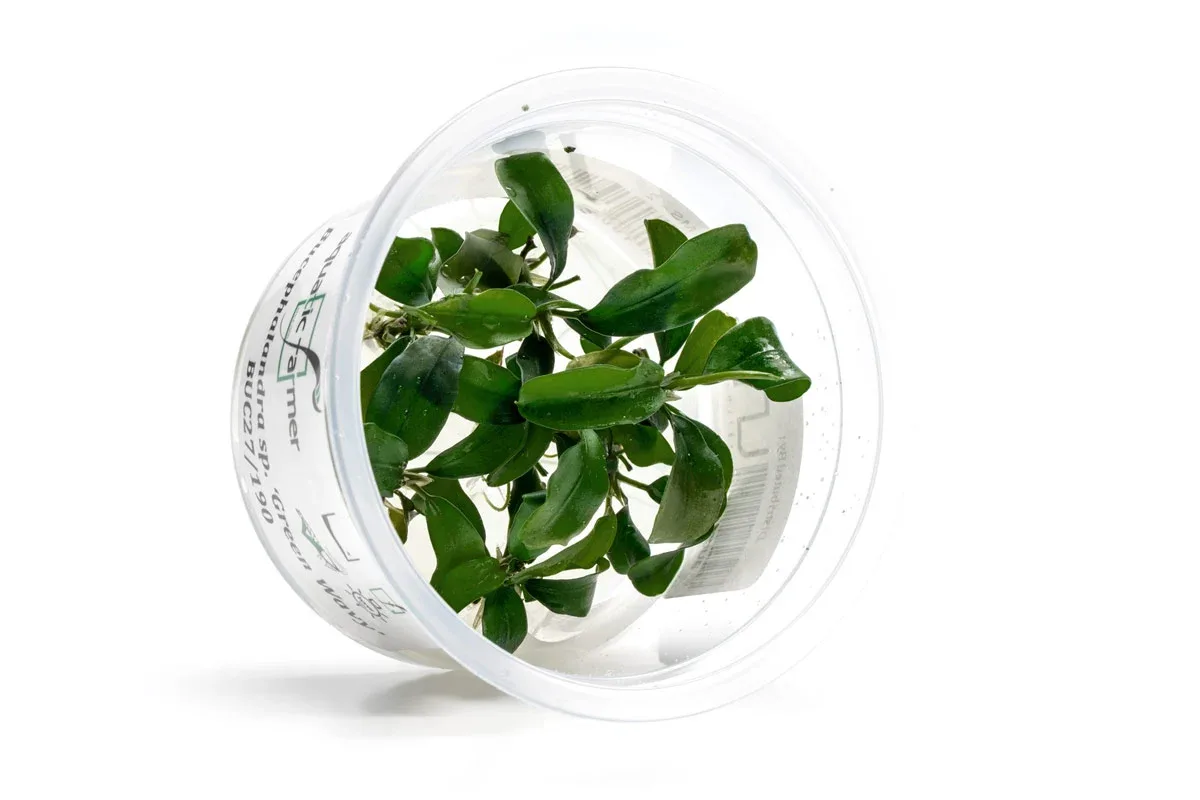 Bucephalandra Green Wavy Aquatic Farmer Tissue Culture - Image 2