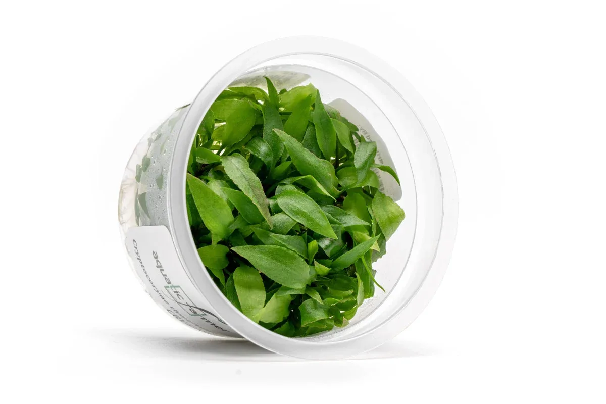 Cryptocoryne Thwaitesii Kirindoya Brown Aquatic Farmer Tissue Culture - Image 2