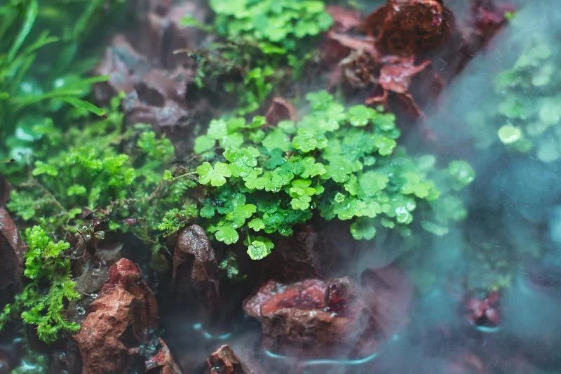 Hydrocotyle Tripartita Aquatic Farmer Tissue Culture - Image 2