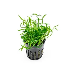 Micro Sword / Lilaeopsis Novaezelandiae