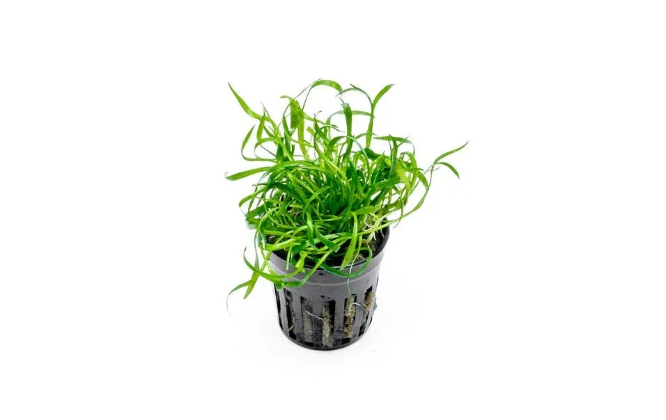 Micro Sword / Lilaeopsis Novaezelandiae
