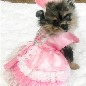 Barktorias Secret Costume