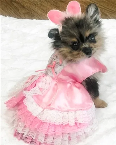 Barktorias Secret Costume