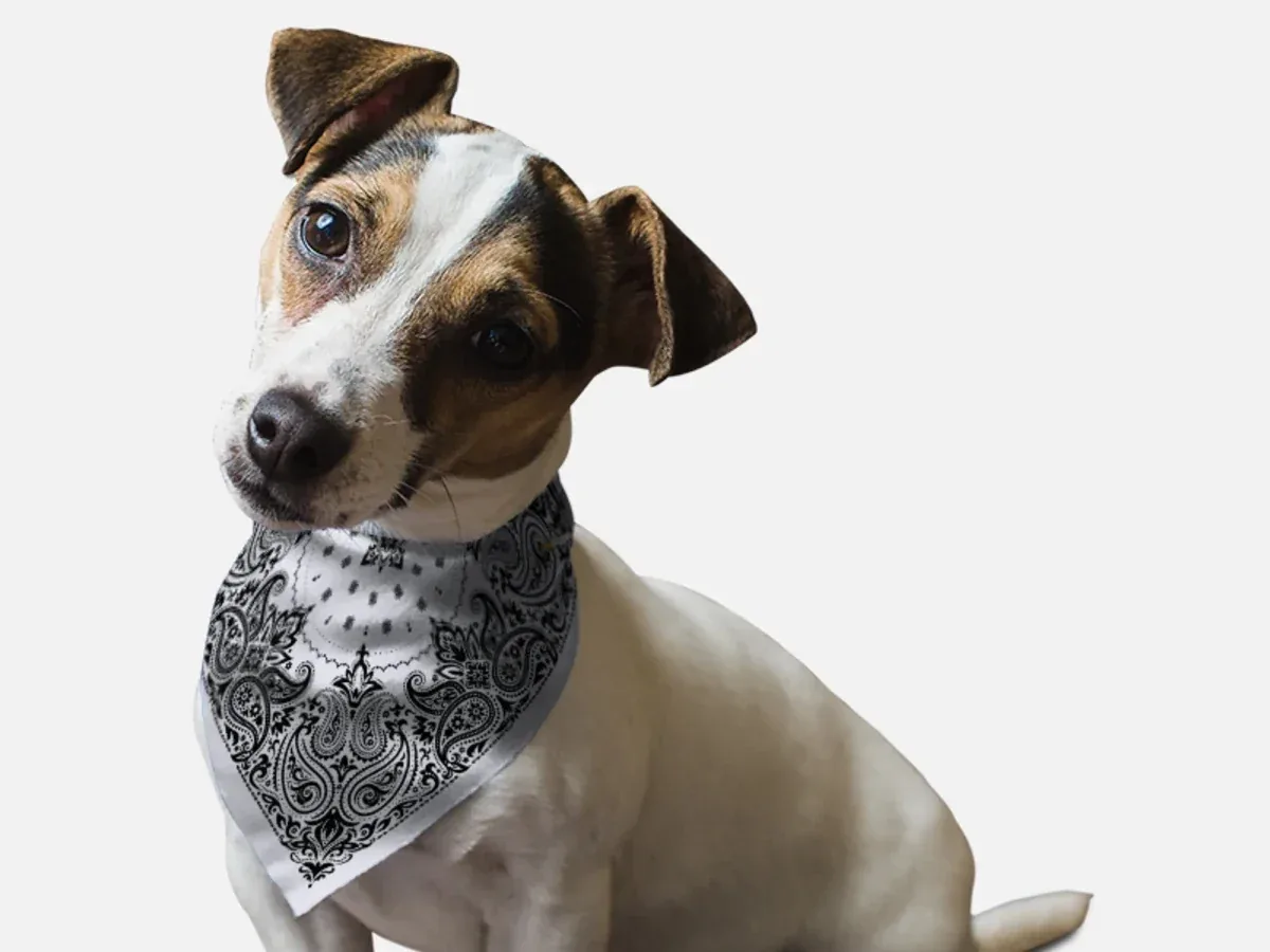 Grey Paisley Dog Bandana by BanDoggie