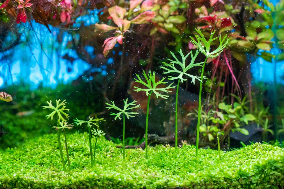 Ranunculus Inundatus Aquatic Farmer Tissue Culture - Image 2