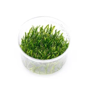 Micro Sword / Lilaeopsis Novaezelandiae UNS Tissue Culture