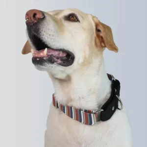 Dogobow Multi Stripe Martingale Collar for Dogs (Black) (Get a Bow Free)