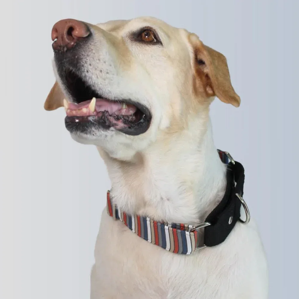 Dogobow Multi Stripe Martingale Collar for Dogs (Black) (Get a Bow Free)