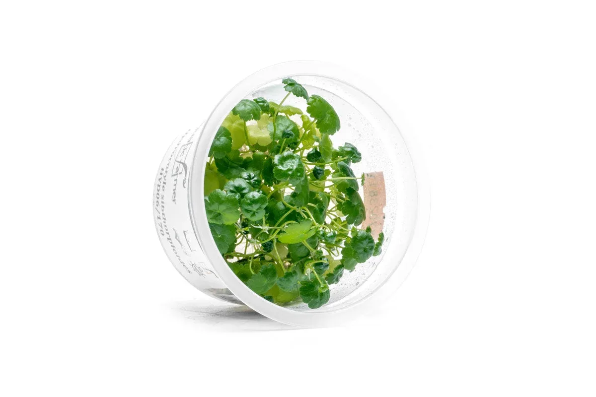 Hydrocotyle Sibthorpioides Aquatic Farmer Tissue Culture - Image 2