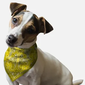 Yellow Paisley Dog Bandana by BanDoggie