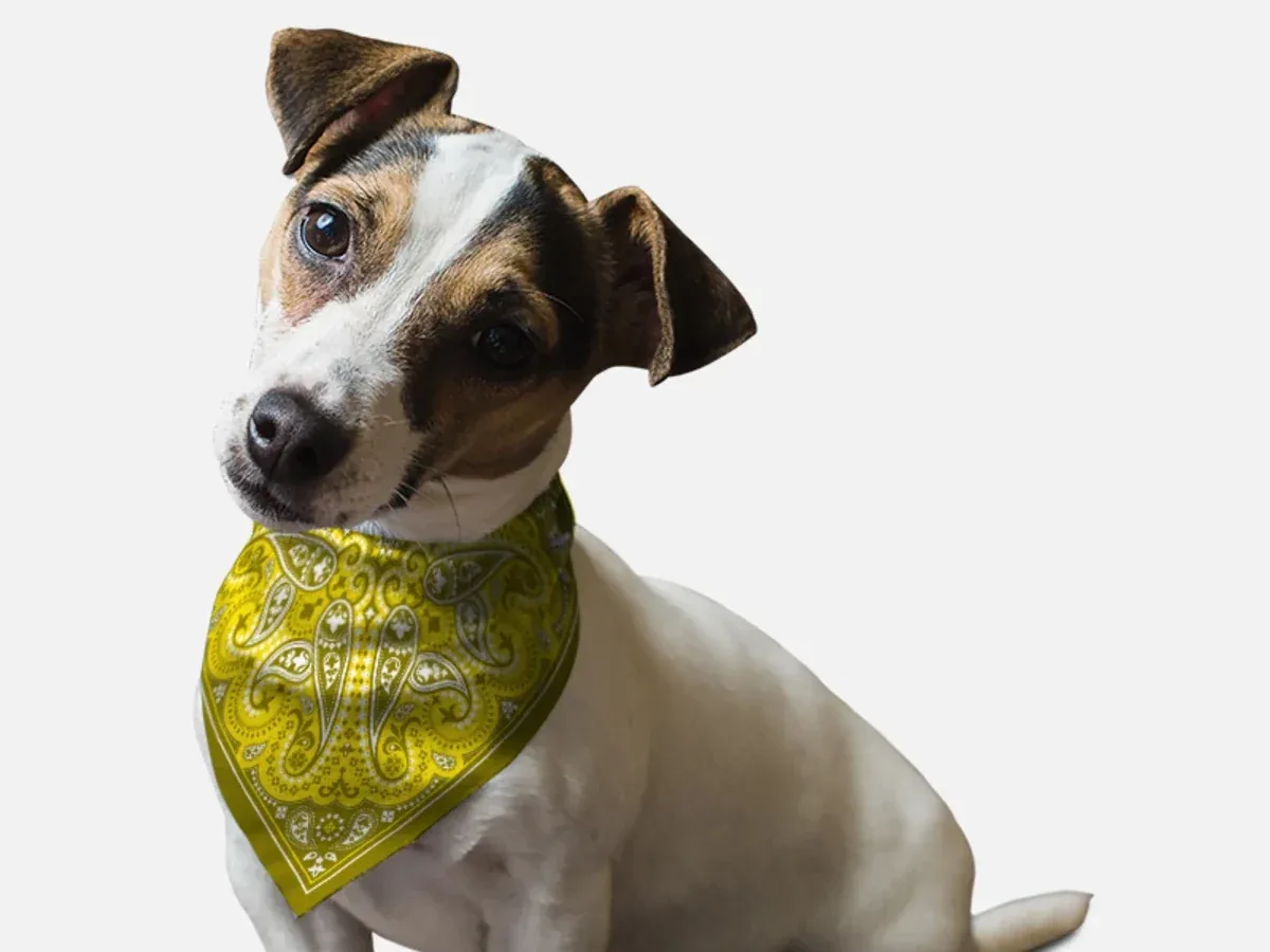 Yellow Paisley Dog Bandana by BanDoggie