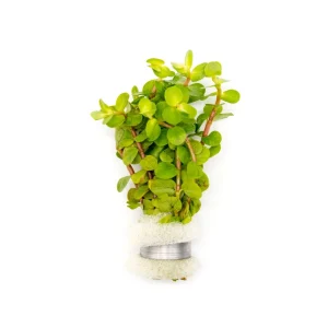 Rotala Macrandra Yellow