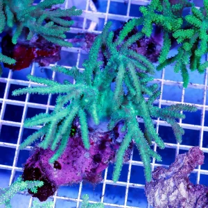 Green Spaghetti Finger Leather Coral 4.5" WYSIWYG
