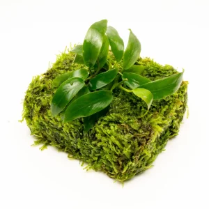 Anubias Minima on Christmas Moss Fiber Mat