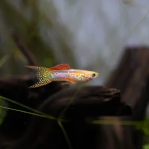 Lace Double Sword Guppies
