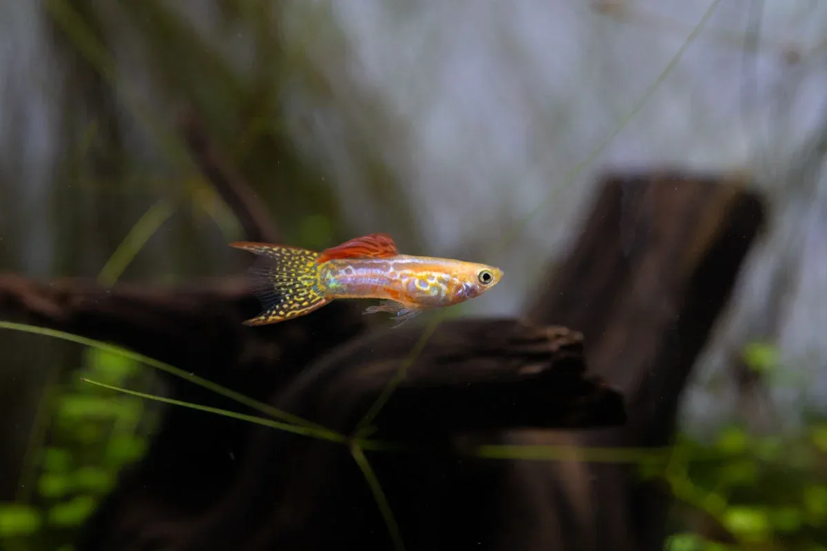 Lace Double Sword Guppies
