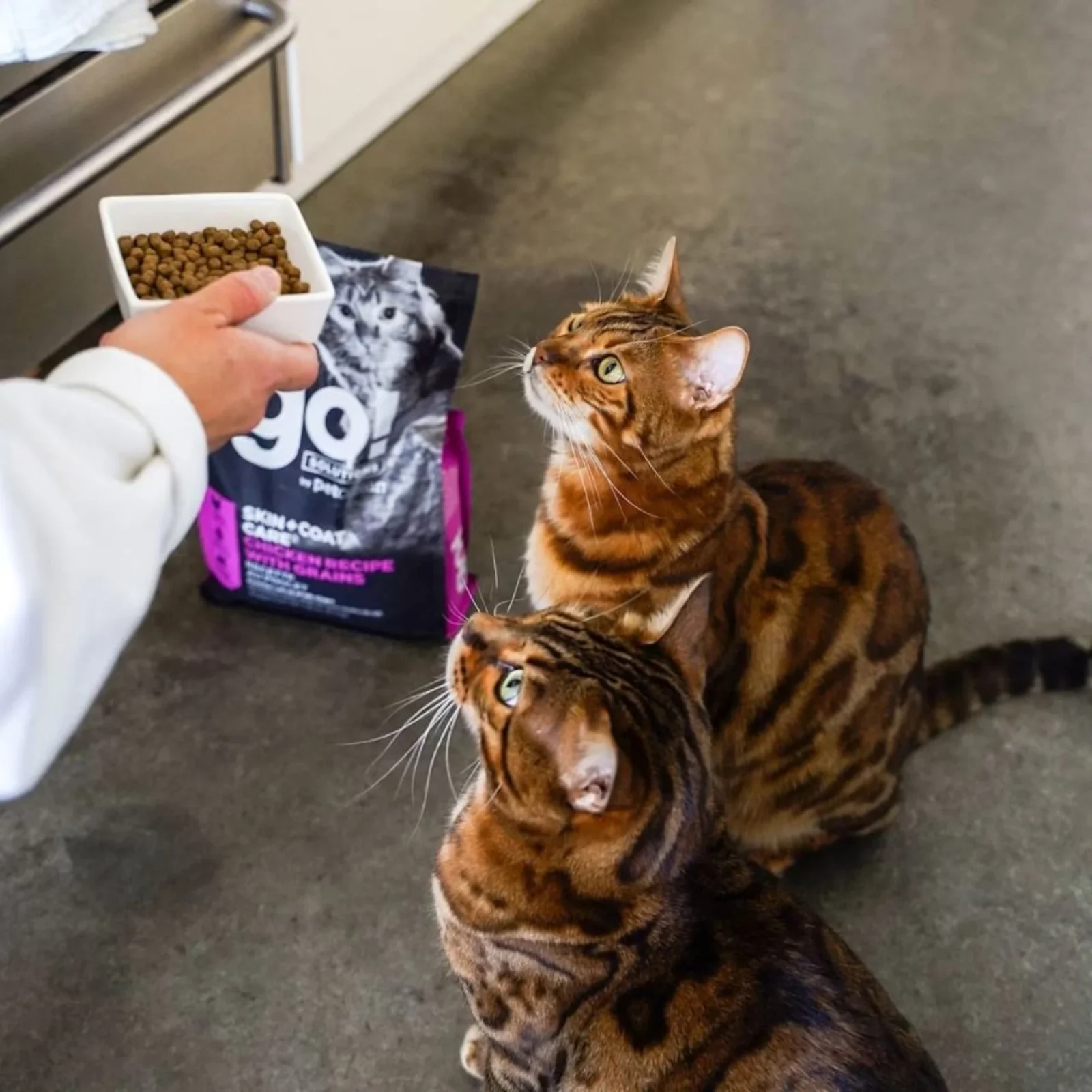 Petcurean Go! Solutions Skin + Coat Care Dry Cat Food - Cage-Free Chicken with Grain, 8 lb - Image 2