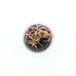 Hygrophila Lancea 'Araguaia' Sp Chai Aquatic Farmer Tissue Culture