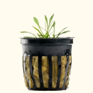 Cryptocoryne Parva