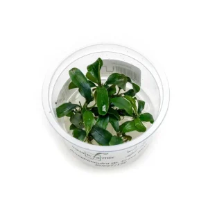 Bucephalandra Green Wavy Aquatic Farmer Tissue Culture
