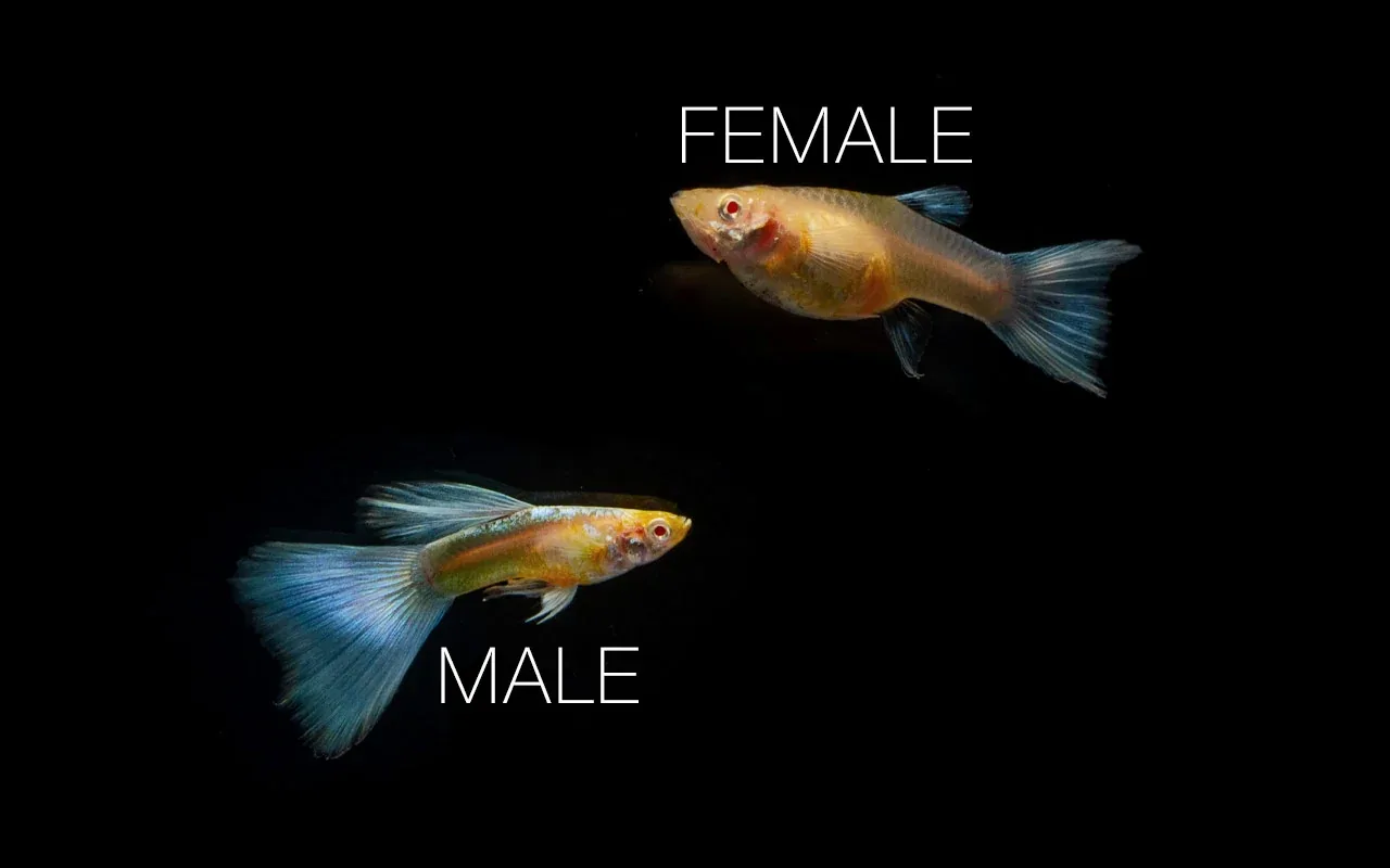 Blue Topaz Guppies - Breeding Pair - Image 2