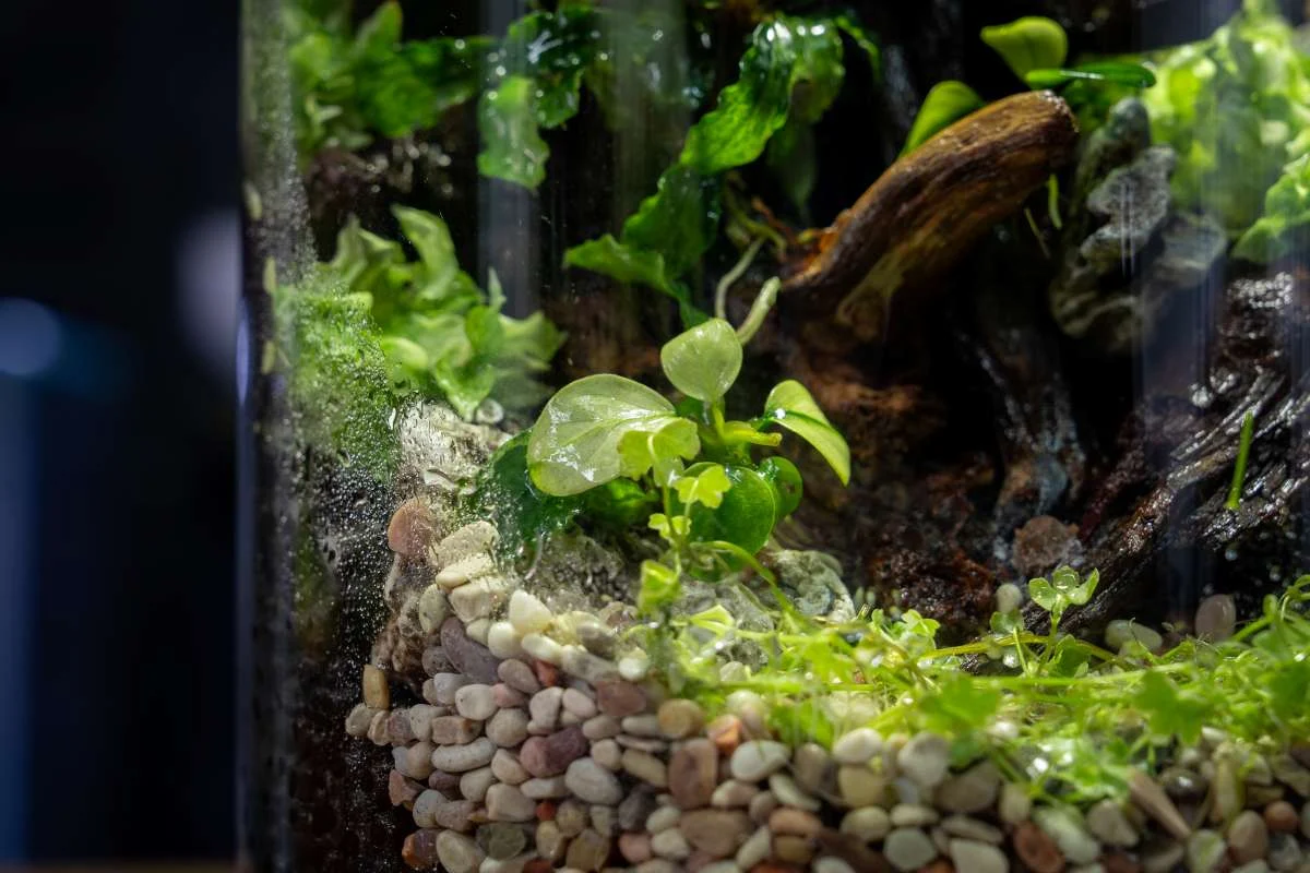 Anubias Barteri Broad White UNS Tissue Culture - Image 2