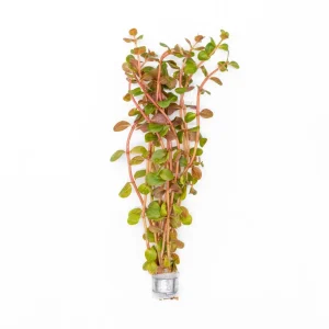 Rotala H'Ra