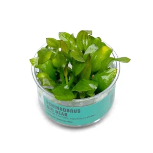 Echinodorus Big Bear UNS Tissue Culture