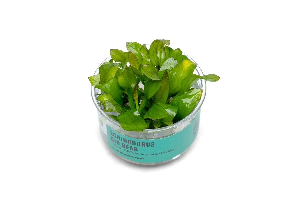 Echinodorus Big Bear UNS Tissue Culture