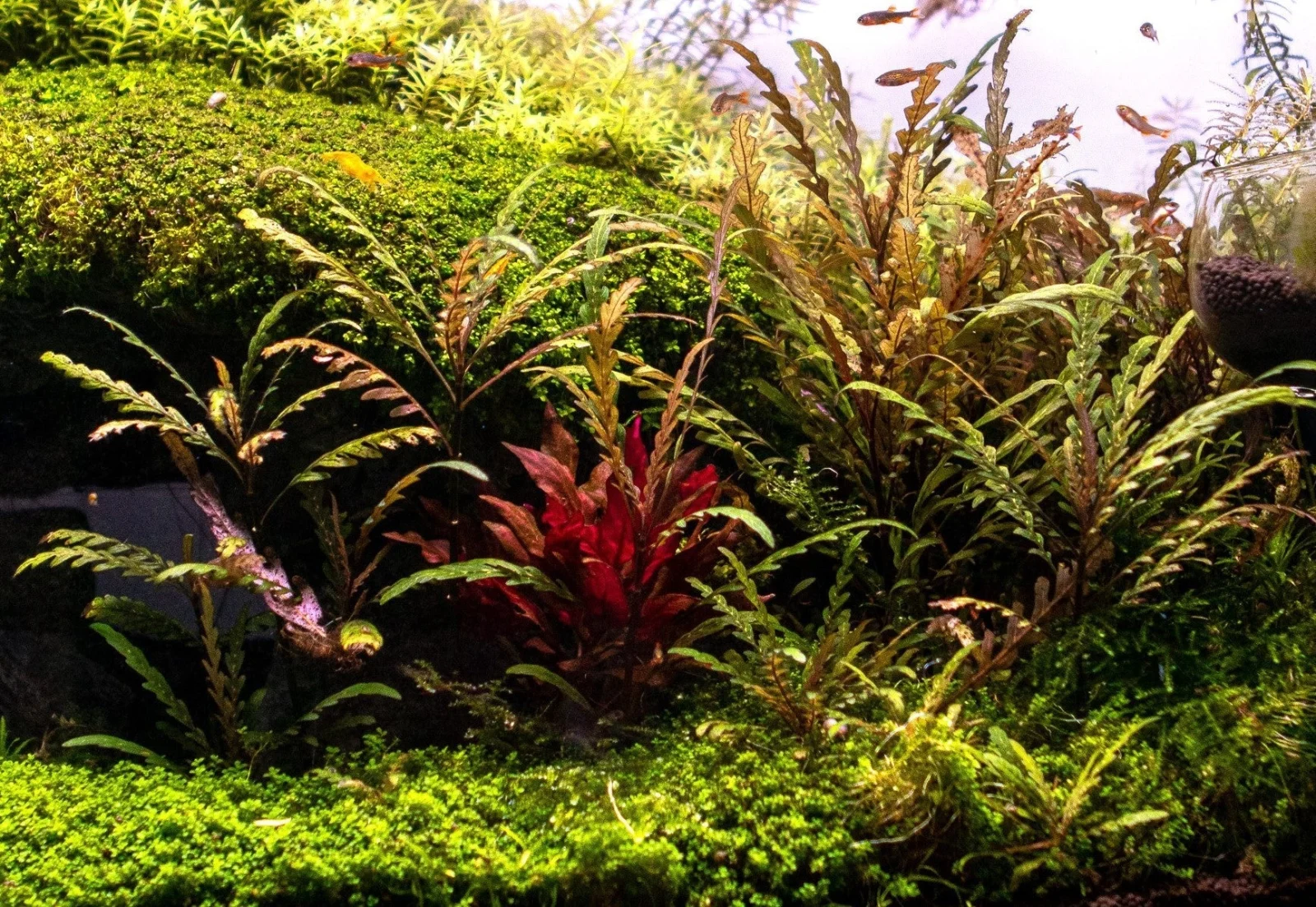 Hygrophila Pinnatifida - Image 2