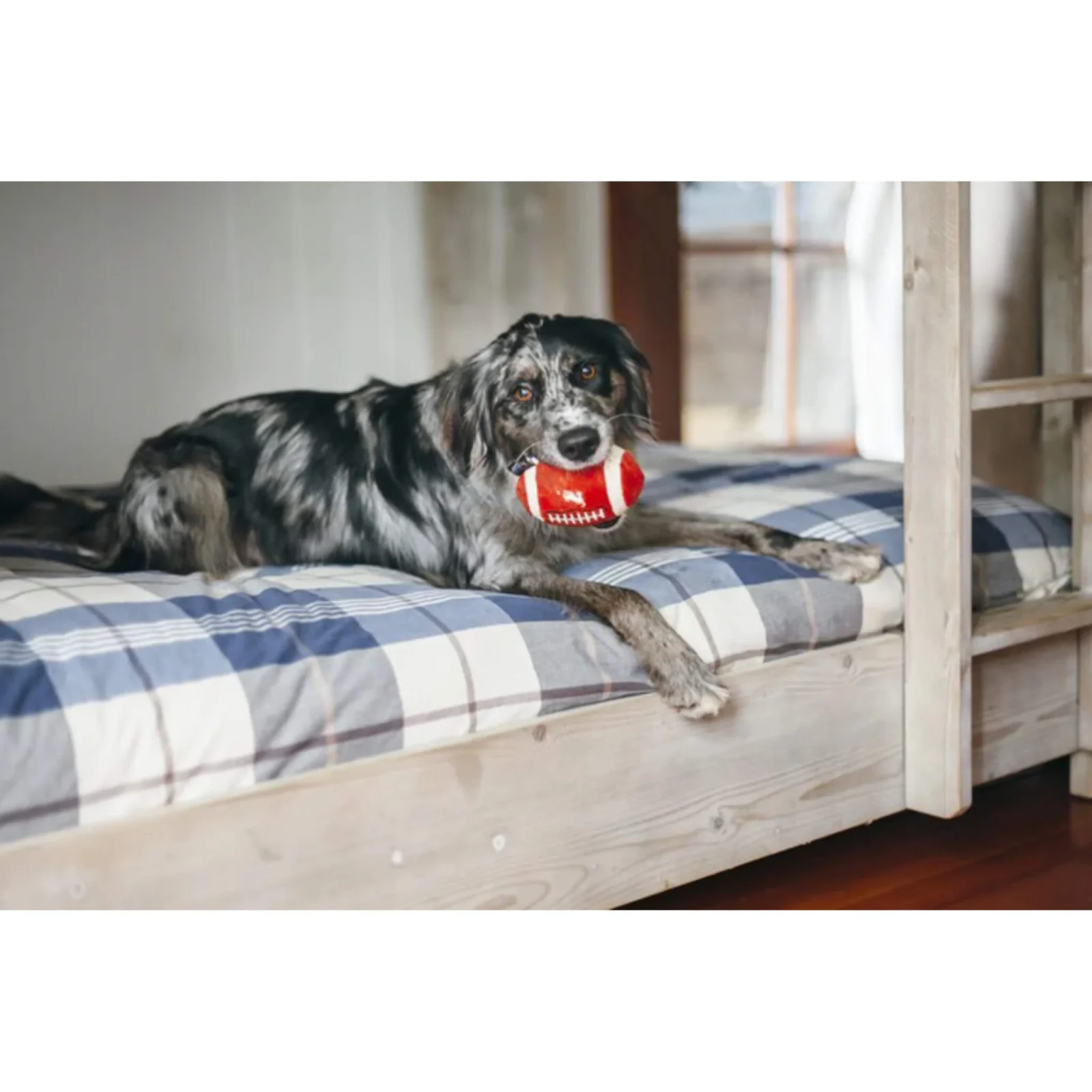 P.L.A.Y. Back to School Collection Dog Toys - Image 2