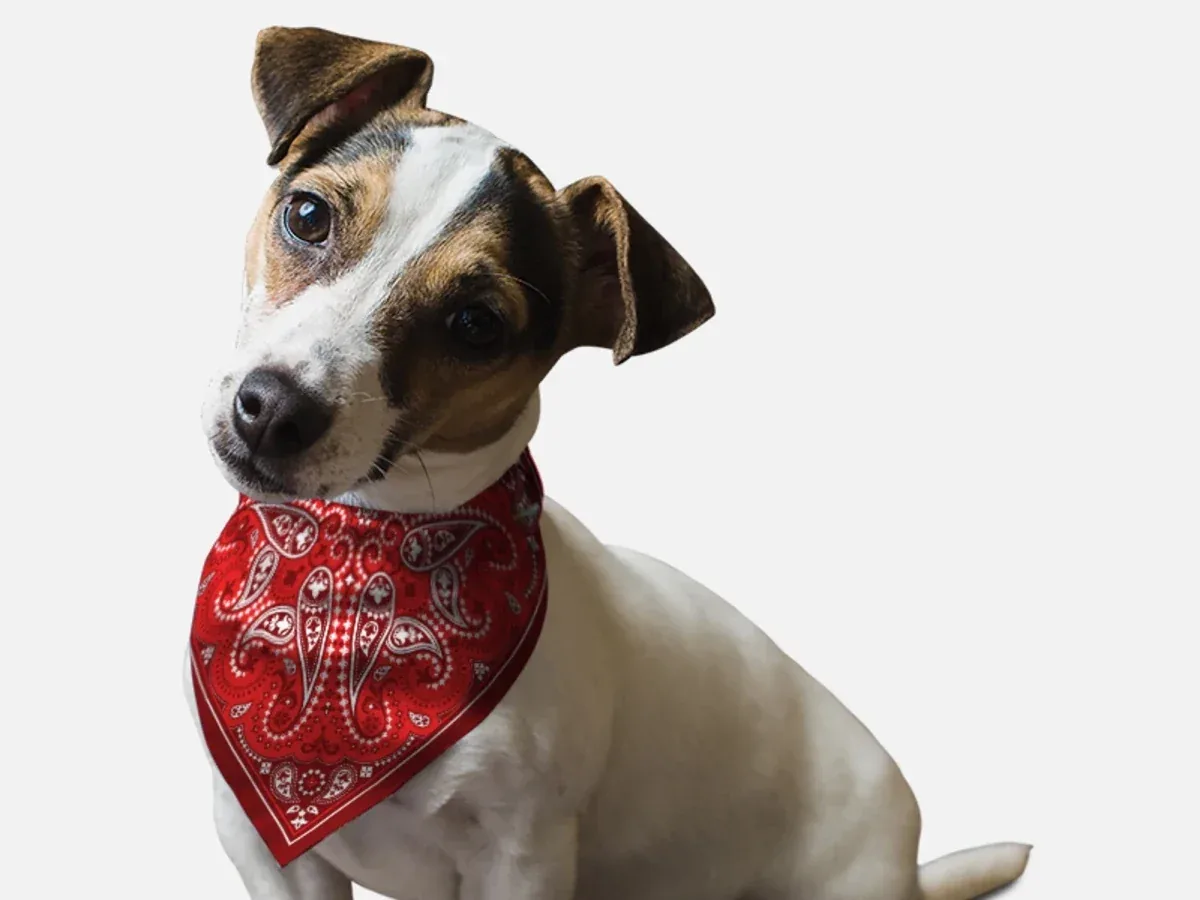 Red Paisley Dog Bandana by BanDoggie - Image 2
