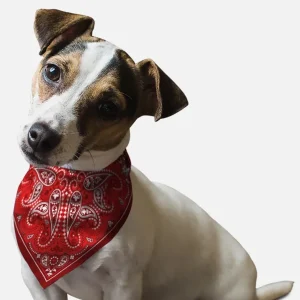 Red Paisley Dog Bandana by BanDoggie
