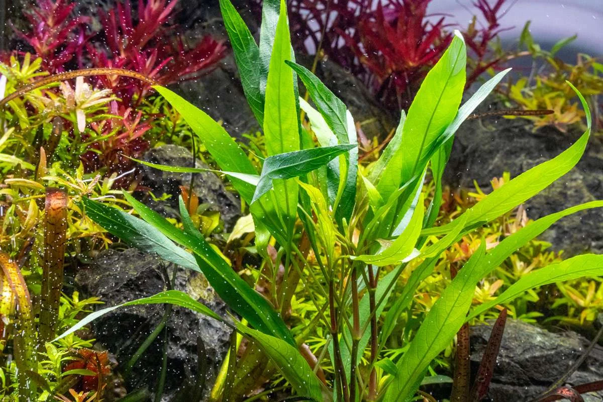Hygrophila Angustifolia - Image 2