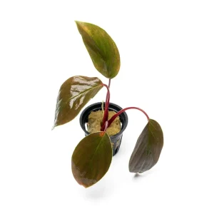 Homalomena Insignis