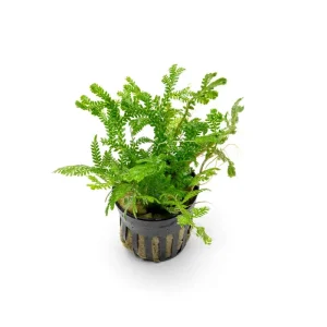 Selaginella Kraussiana Aurea