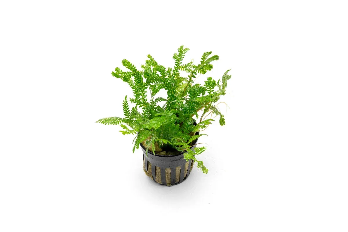 Selaginella Kraussiana Aurea