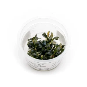 Bucephalandra Sekadau Giant Blue Aquatic Farmer Tissue Culture