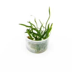 Ophiopogon Japonicus Aquatic Farmer Tissue Culture