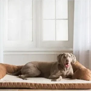 Petmate Aspen Bolster Orthopedic Couch-style Dog Bed - Assorted Color