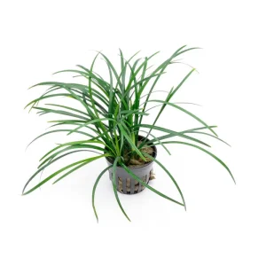 Ophiopogon Japonicus Green
